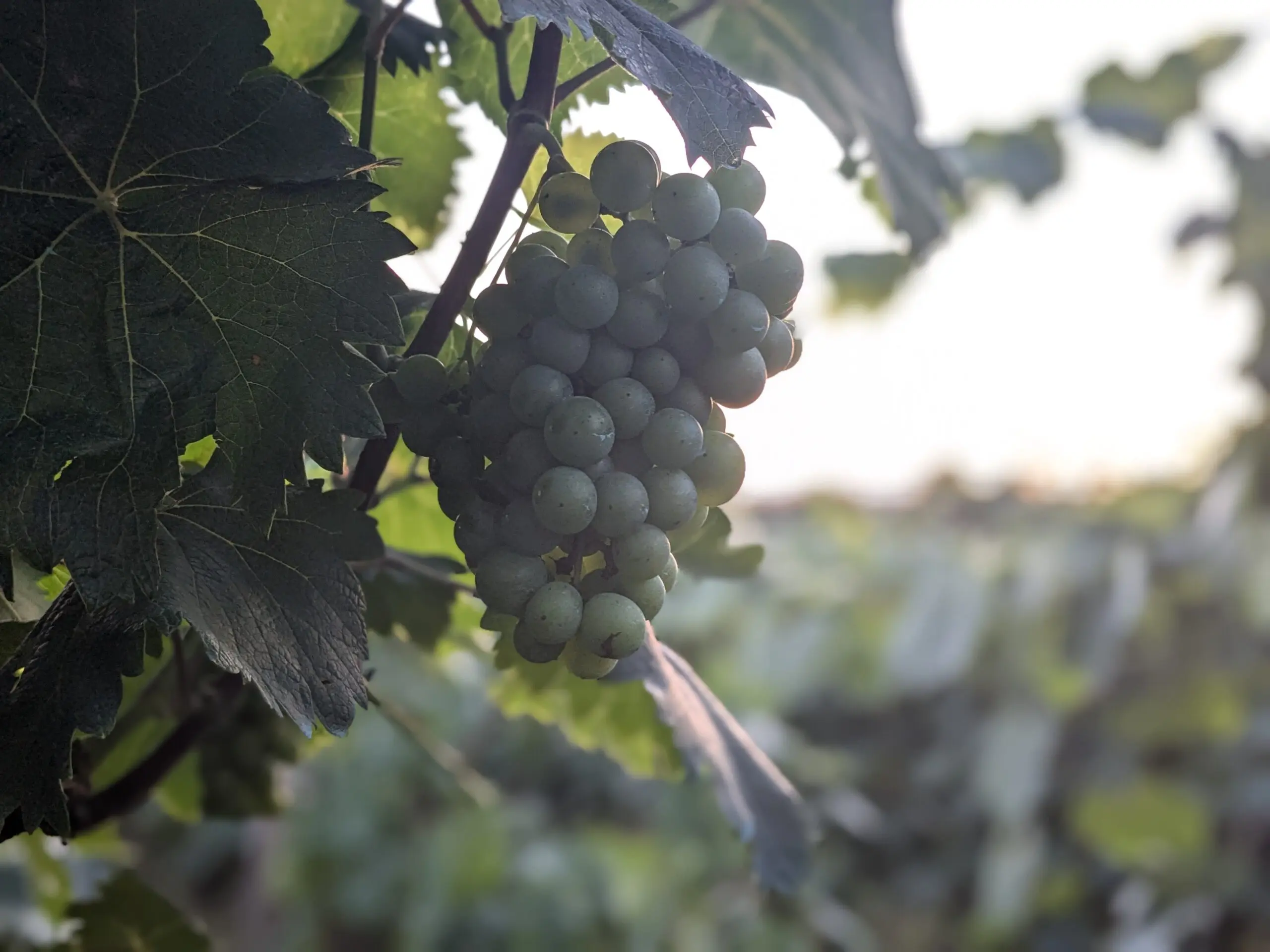 Fietsproblemen en een wijnproeverij met Bikkels on Bikes