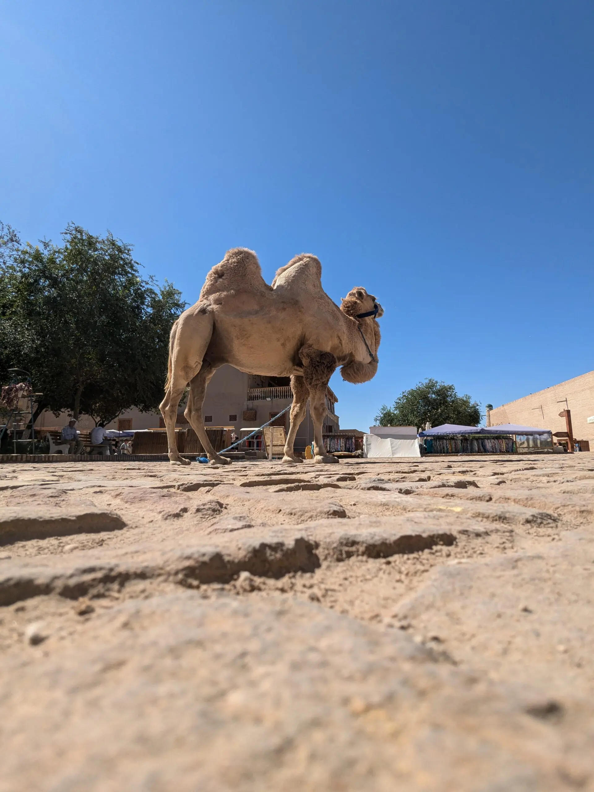 De oude zijderoute met Bikkels on Bikes