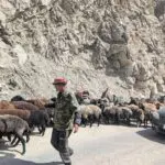 Schapen drijven met twaalf fietsers in Tadzjikistan