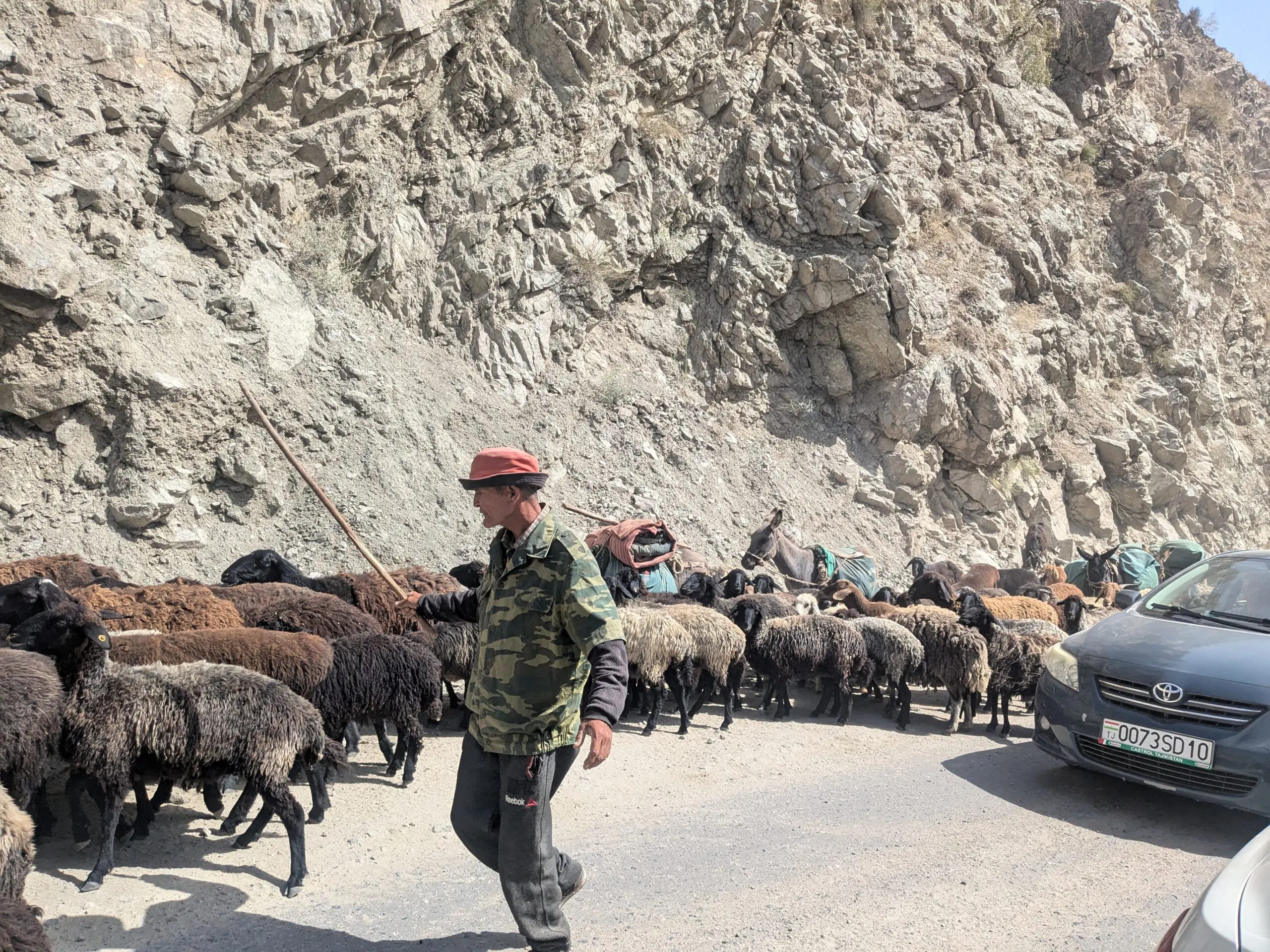 Schapen drijven met twaalf fietsers in Tadzjikistan