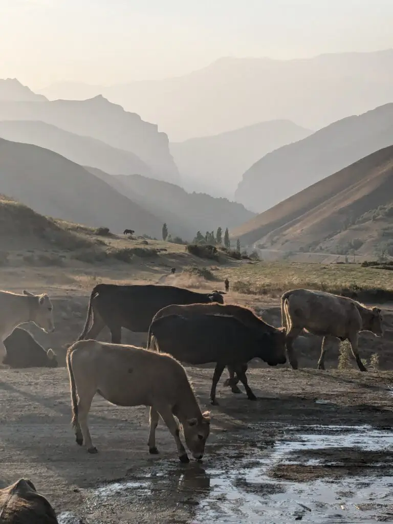 Schapen drijven met twaalf fietsers in Tadzjikistan