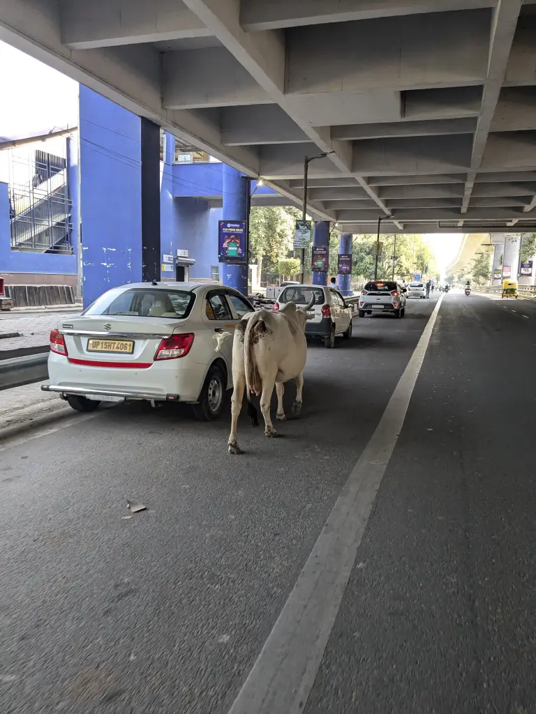 Eerste indrukken van India met Bikkels on Bikes