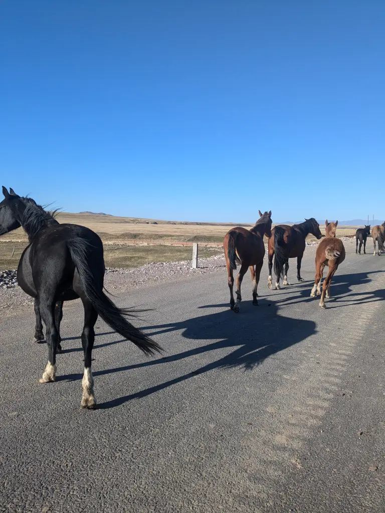 Opnieuw in Kazachstan met Bikkels on Bikes