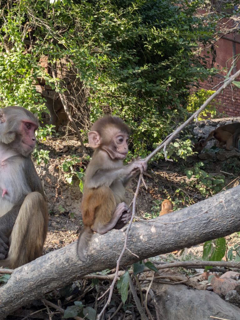 Fietsen naar en in Kathmandu