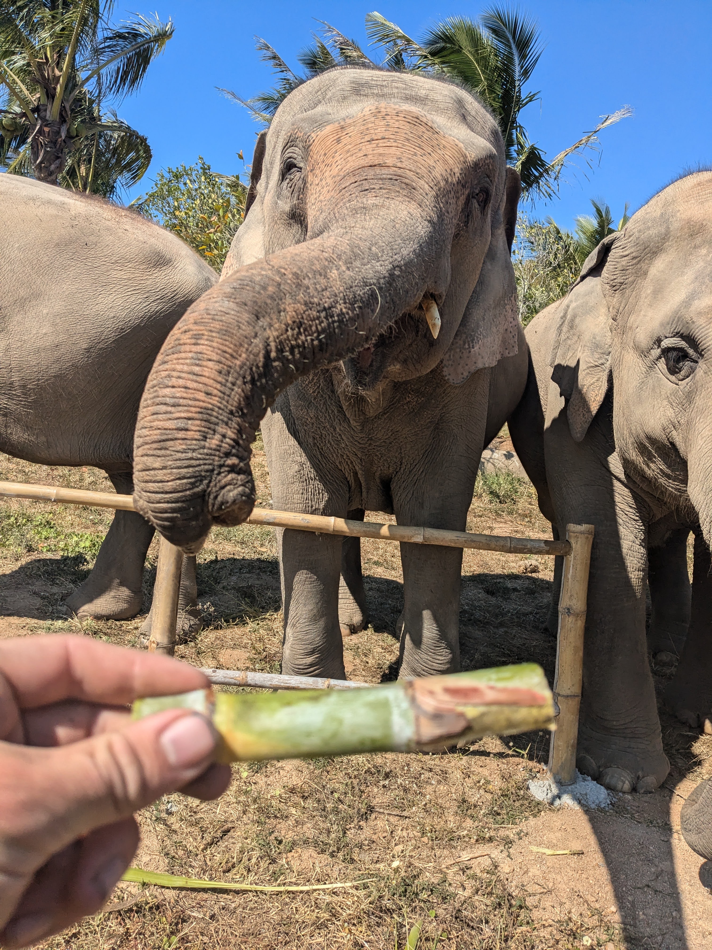 Olifantenopvang bezoeken in Thailand
