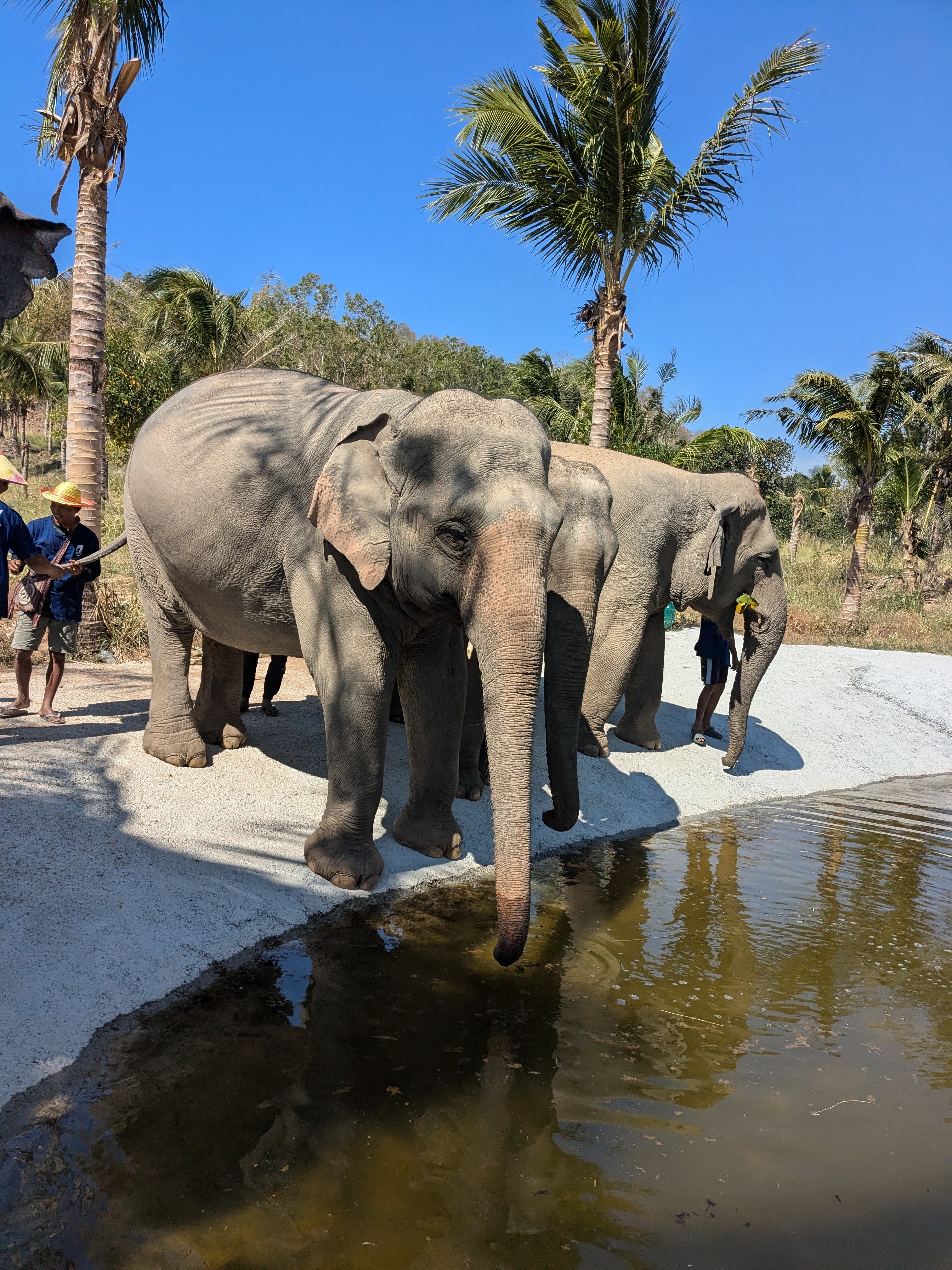 Olifantenopvang bezoeken in Thailand
